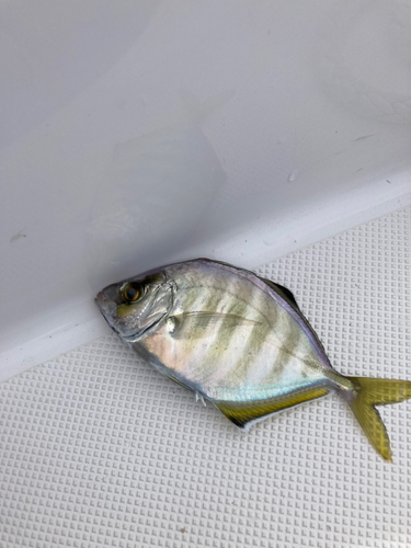 カイワリの釣果