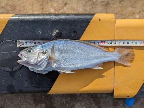 シログチの釣果