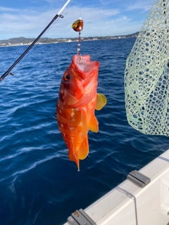 アカハタの釣果