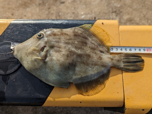 カワハギの釣果