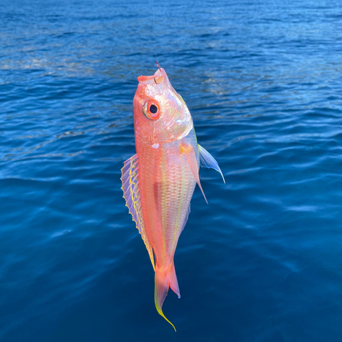 イトヨリダイの釣果