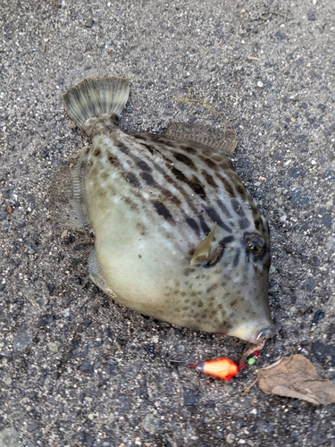 カワハギの釣果