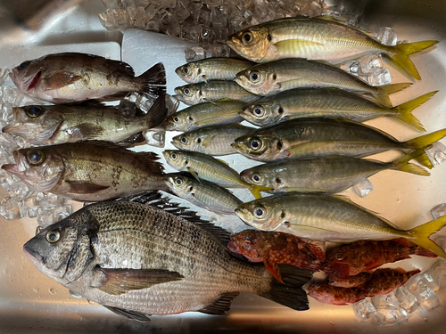 クロダイの釣果