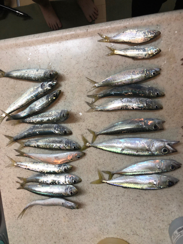 サバの釣果