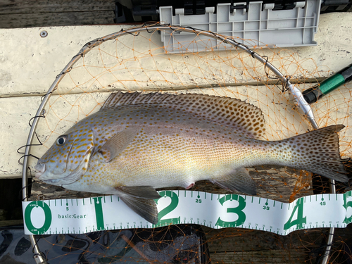 コロダイの釣果