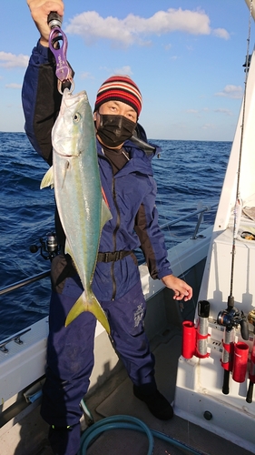 ハマチの釣果