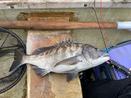 クロダイの釣果