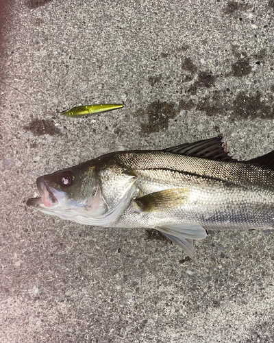 シーバスの釣果