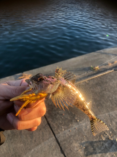 アナハゼの釣果