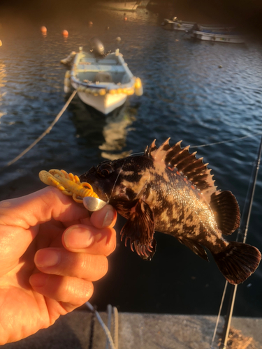 オウゴンムラソイの釣果