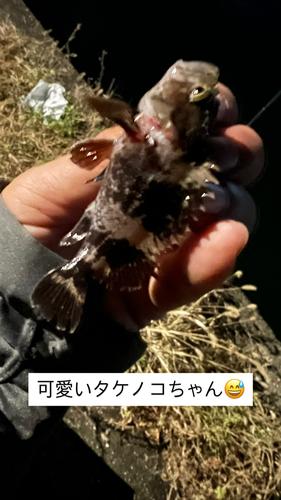 タケノコメバルの釣果