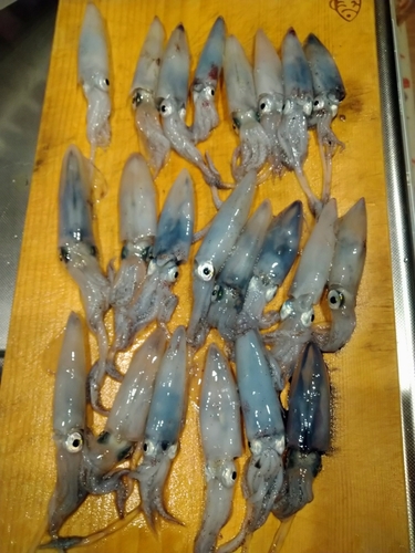 ヒイカの釣果