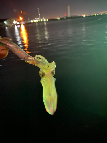 ヒイカの釣果