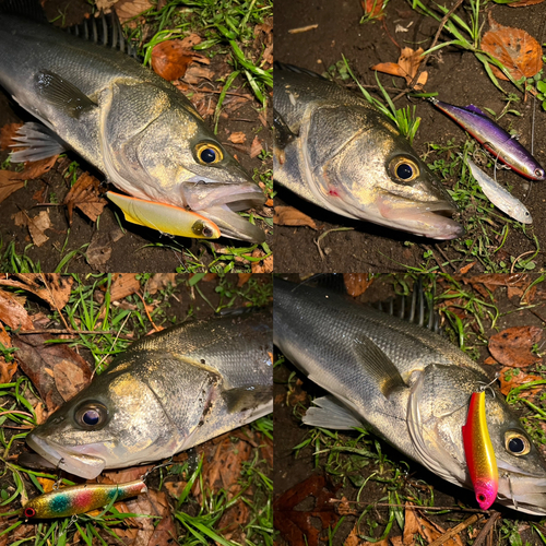 シーバスの釣果