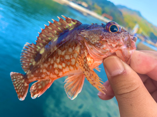 カサゴの釣果