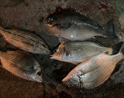 チヌの釣果