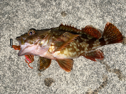 カサゴの釣果