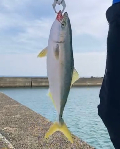 ヤズの釣果