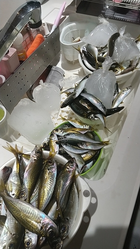 アジの釣果