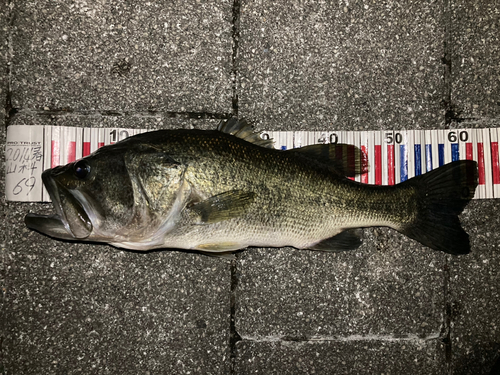 ブラックバスの釣果