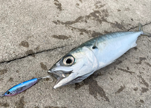 サバの釣果