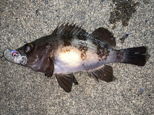 メバルの釣果