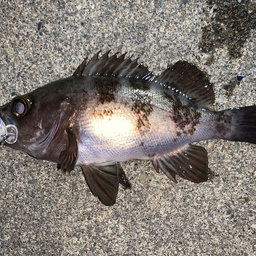 ひろぽん先生の釣果