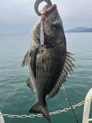 クロダイの釣果