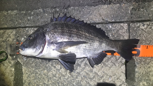 チヌの釣果