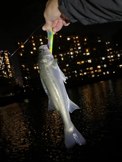 シーバスの釣果