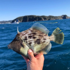 カワハギの釣果