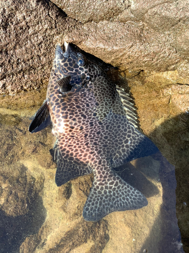 イシガキダイの釣果