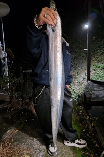 タチウオの釣果