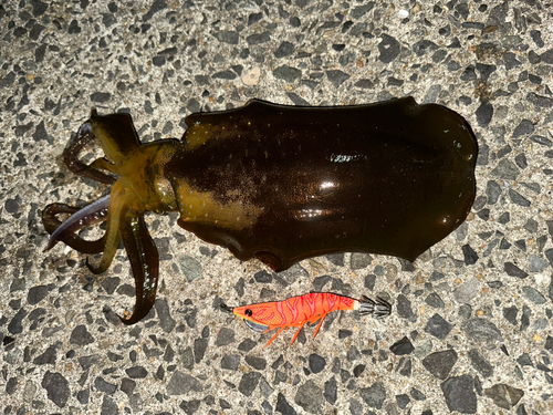 アオリイカの釣果