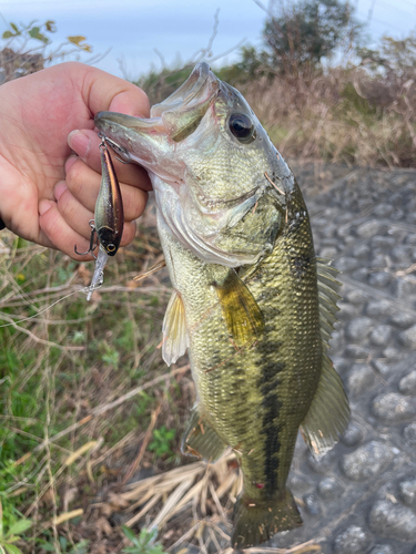 ラージマウスバスの釣果