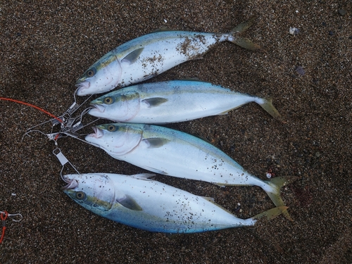 イナダの釣果