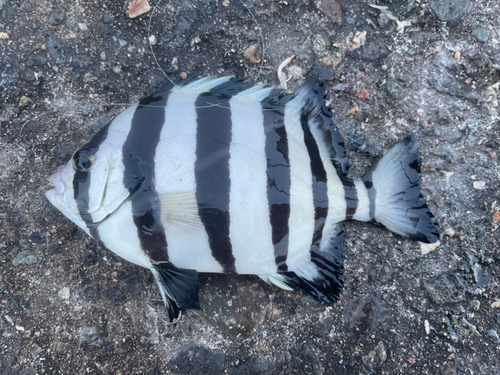 シマダイの釣果