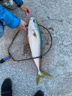 ハマチの釣果