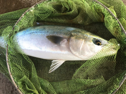 メジロの釣果