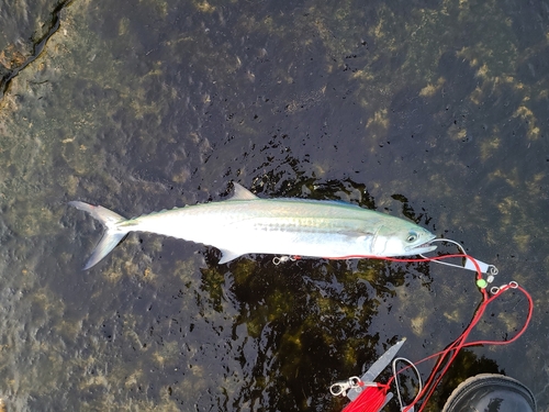 サゴシの釣果