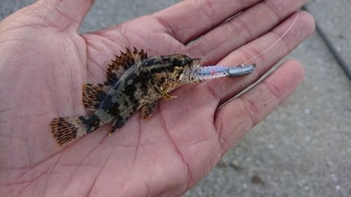 タケノコメバルの釣果