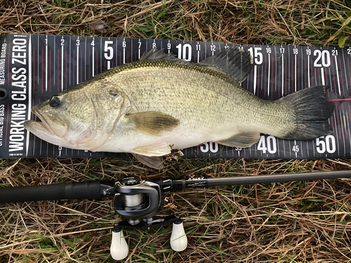 ブラックバスの釣果