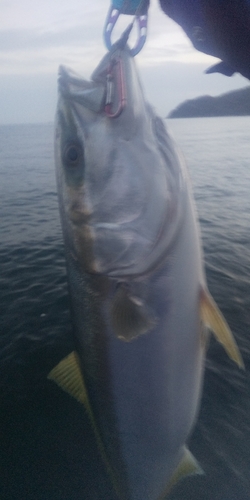 ハマチの釣果