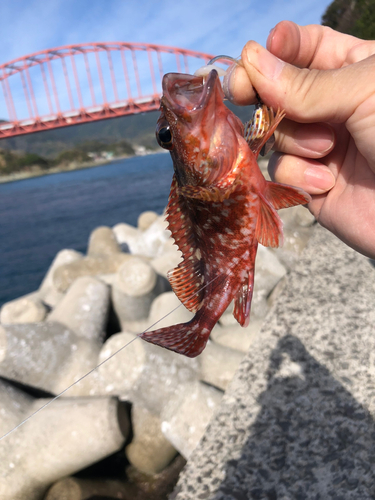 アラカブの釣果