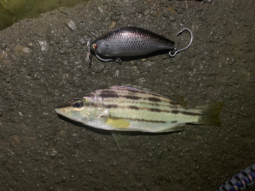 シマイサキの釣果