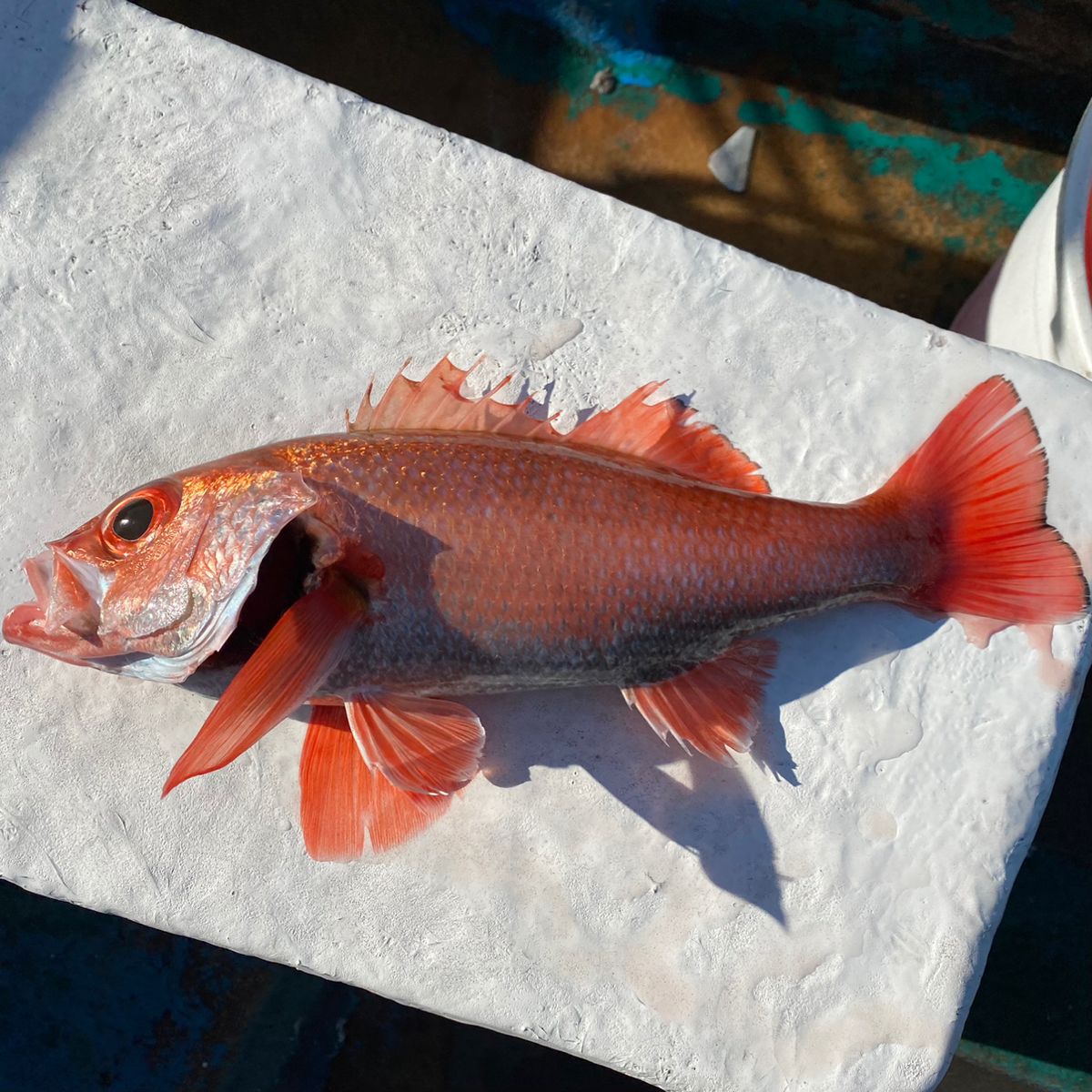 釣り好き　徹さんの釣果 2枚目の画像