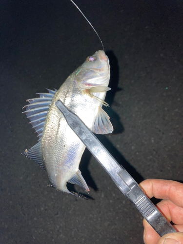 セイゴ（マルスズキ）の釣果