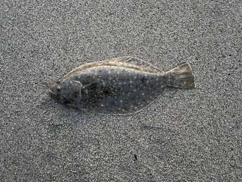 ソゲの釣果