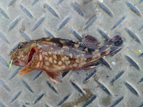 カサゴの釣果