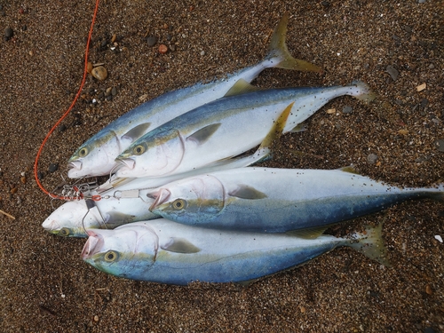 イナダの釣果